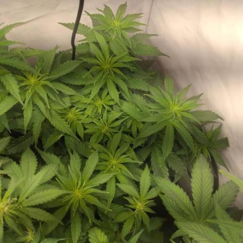 Green Gelato Auto RQS. Week 5