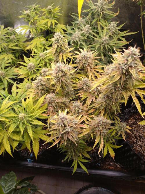 Green Gelato Auto RQS. Week 9