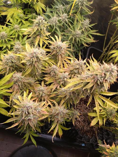 Green Gelato Auto RQS. Week 9