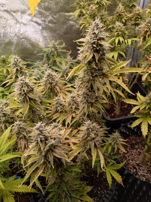 Green Gelato Auto RQS. Week 9