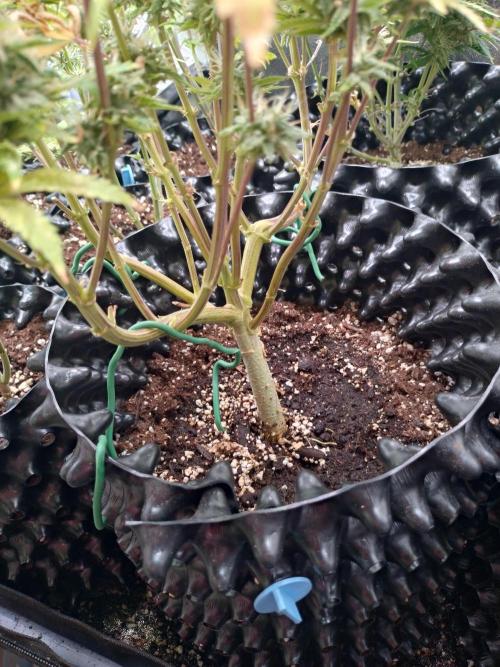 Green Gelato Auto RQS. Week 9