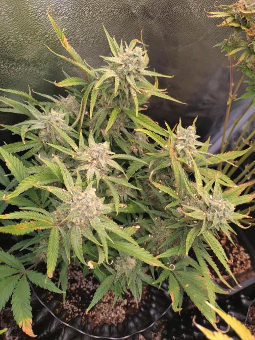 Guava Auto Fastbuds. Week 9