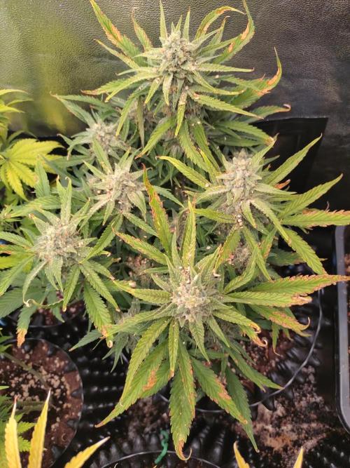 Guava Auto Fastbuds. Week 9