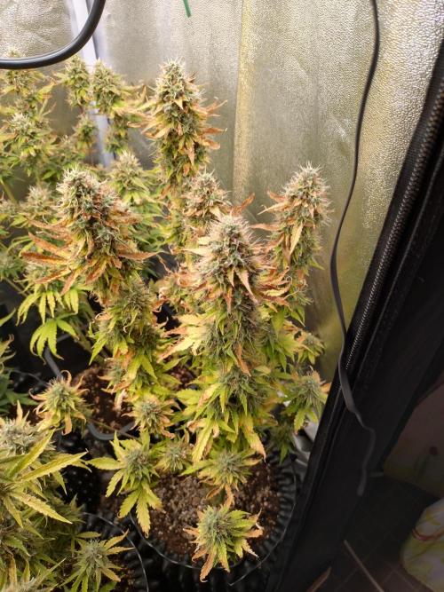 Gelonade (Purple) Auto Zamnesia. Week 9