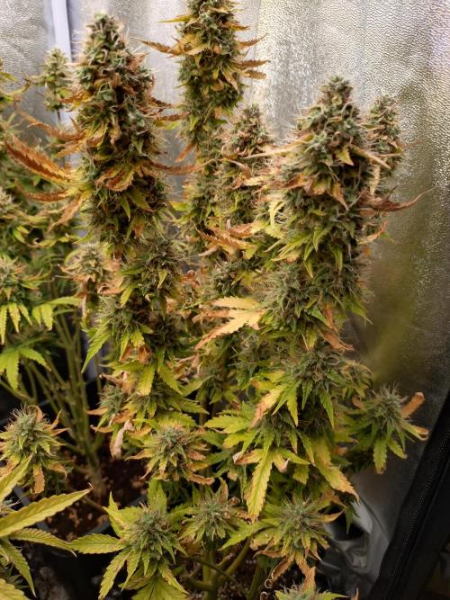 Gelonade (Purple) Auto Zamnesia. Week 9