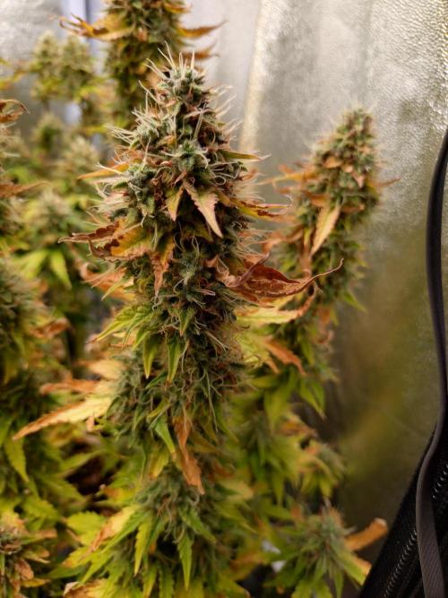 Gelonade (Purple) Auto Zamnesia. Week 9