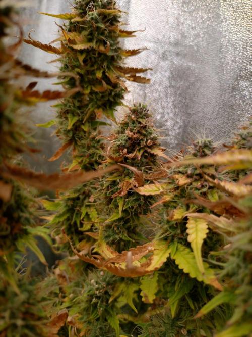 Gelonade (Purple) Auto Zamnesia. Week 9