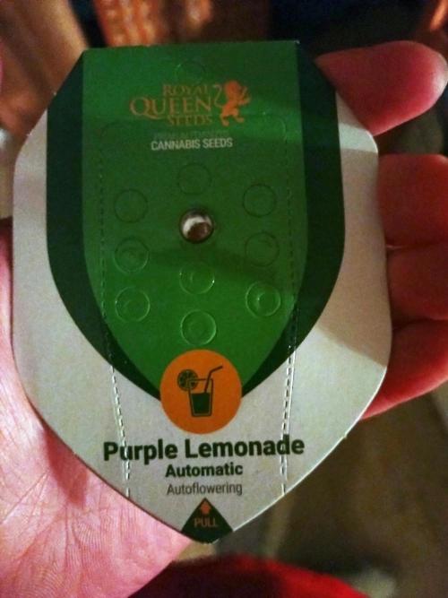 Purple Lemonade Auto RQS. Week 0