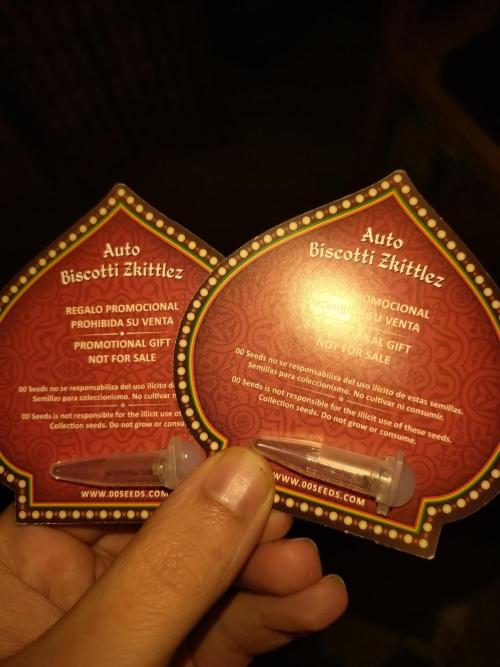 Biscotti Zkittlez Auto 00Seeds. Week 0