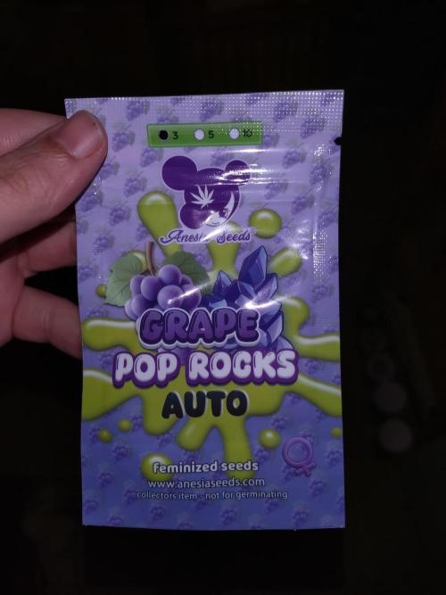 Grape Pop Rocks Auto Anesia Seeds. Week 0