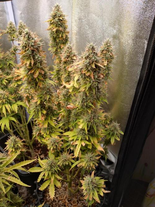 Gelonade (Purple) Auto Zamnesia. Week 10