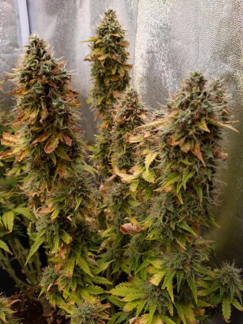 Gelonade (Purple) Auto Zamnesia. Week 10