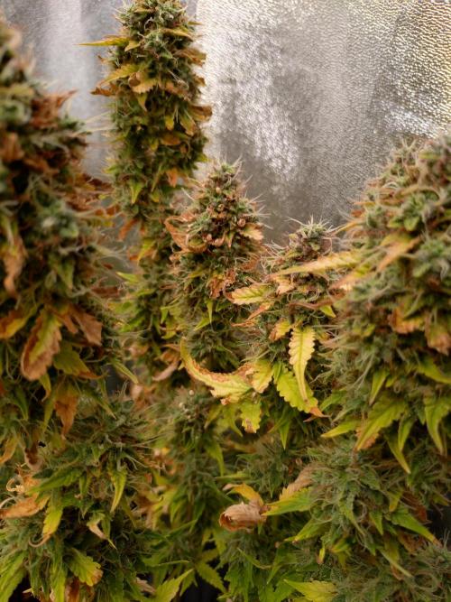 Gelonade (Purple) Auto Zamnesia. Week 10