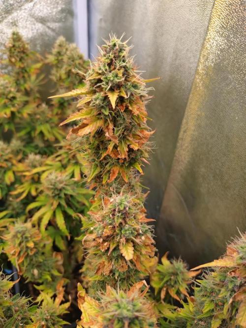 Gelonade (Purple) Auto Zamnesia. Week 10