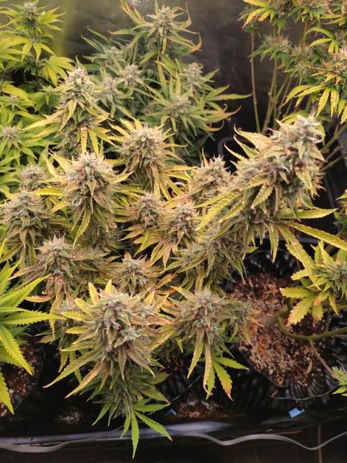 Green Gelato Auto RQS. Week 10