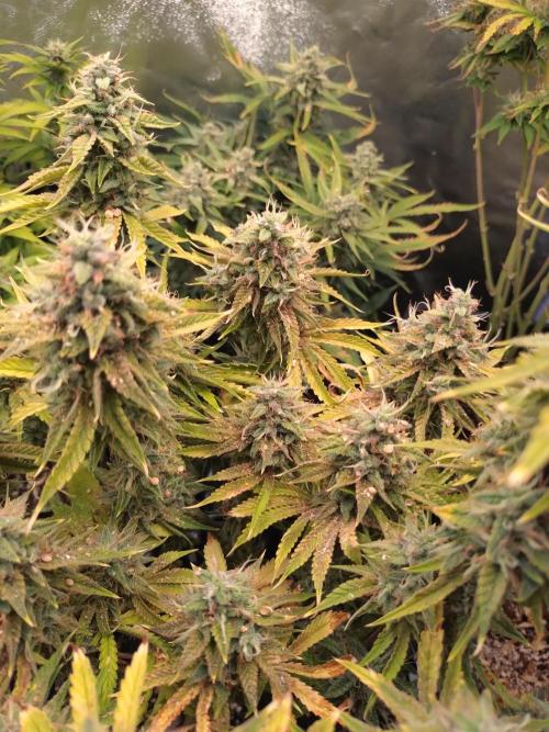 Green Gelato Auto RQS. Week 10