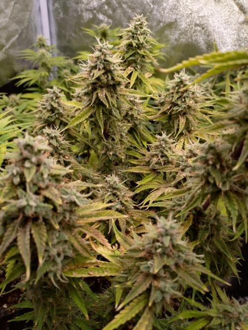 Green Gelato Auto RQS. Week 10