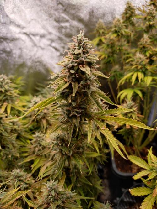 Green Gelato Auto RQS. Week 10