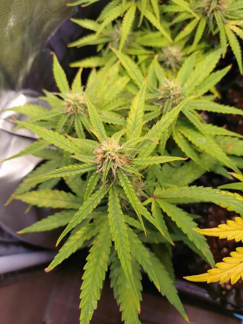 Titan F1 RQS. Week 6