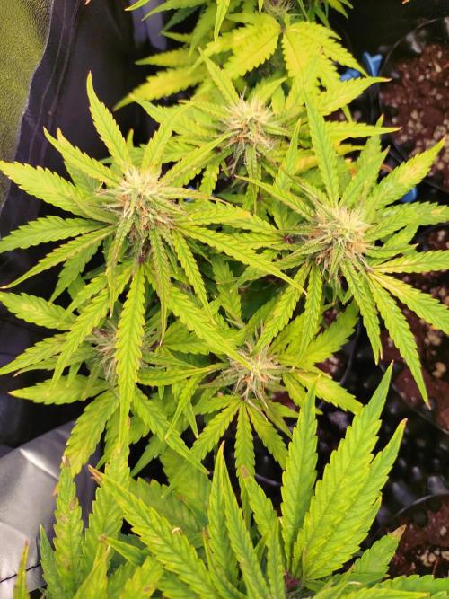 Titan F1 RQS. Week 6