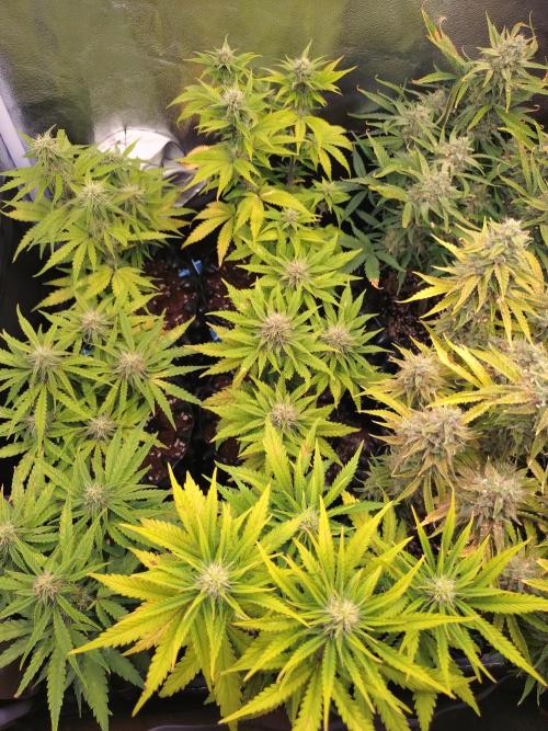 Banana Purple Punch Auto Fastbuds. Week 6