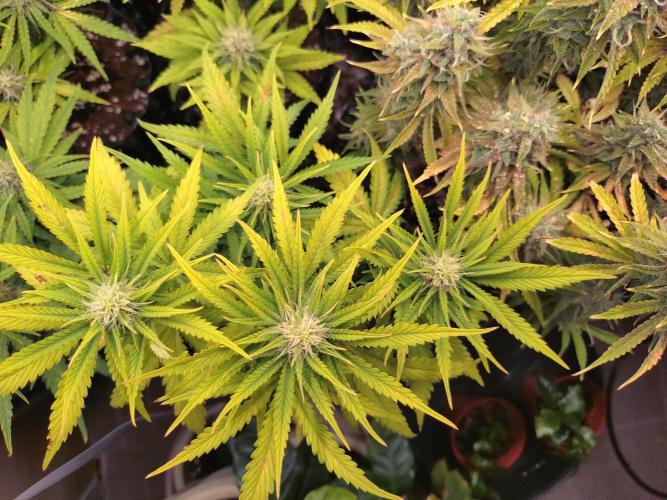 Banana Purple Punch Auto Fastbuds. Week 6