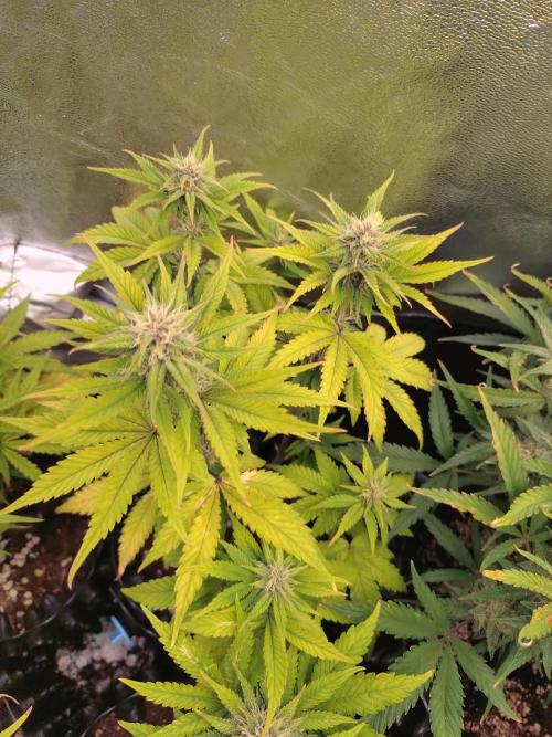 Banana Purple Punch Auto Fastbuds. Week 6