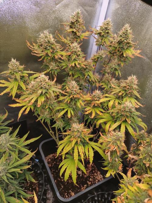 Pink Runtz Auto RQS. Week 9