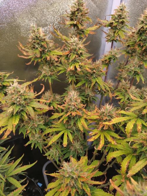 Pink Runtz Auto RQS. Week 9