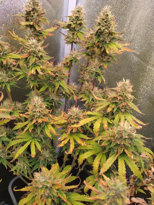 Pink Runtz Auto RQS. Week 9