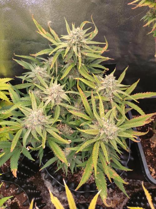 Guava Auto Fastbuds. Week 10