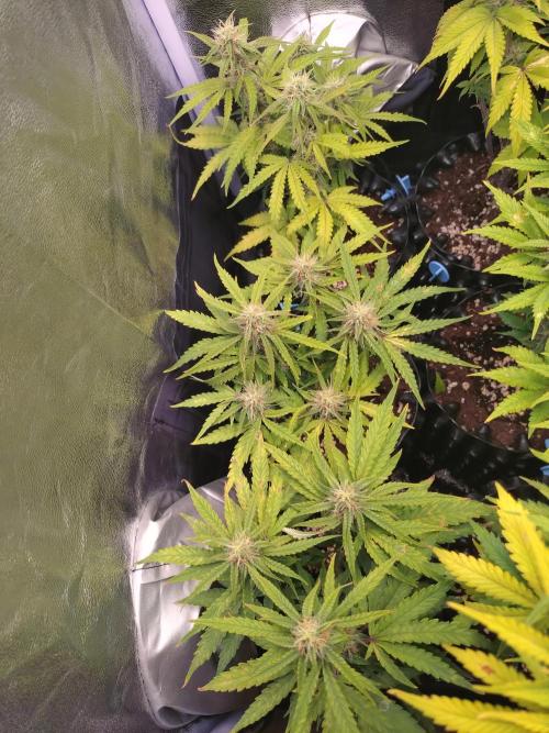 Titan F1 RQS. Week 7