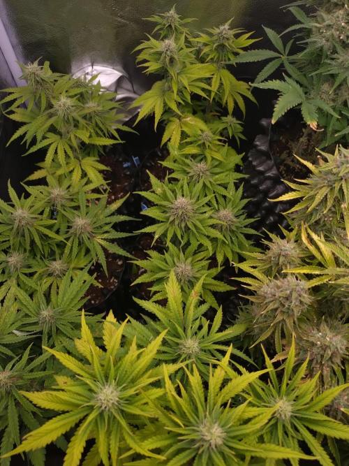 Banana Purple Punch Auto Fastbuds. Week 7