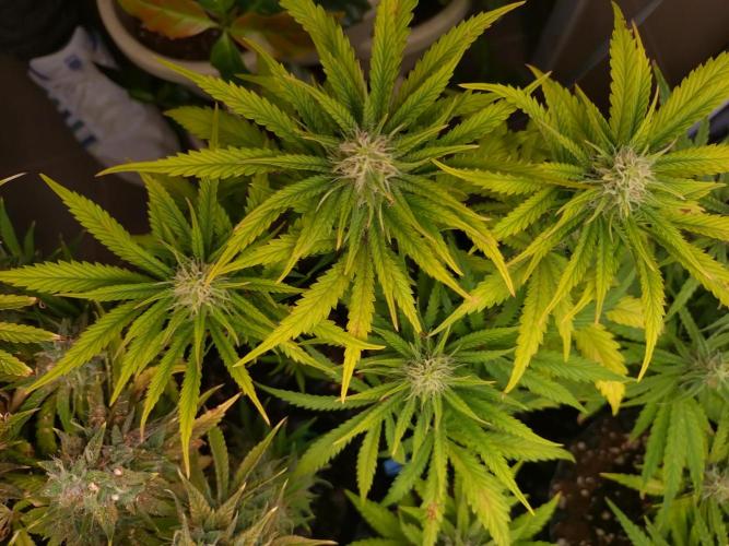 Banana Purple Punch Auto Fastbuds. Week 7