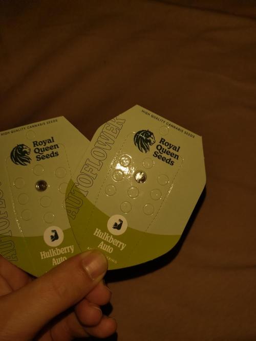 Hulkberry Auto RQS. Week 0