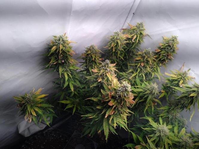 Cookies Gelato Auto RQS. Week 11