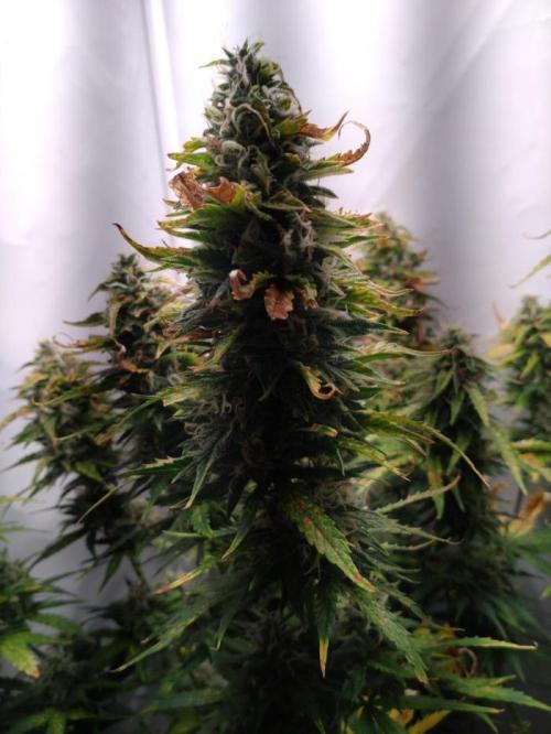 Cookies Gelato Auto RQS. Week 11