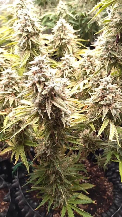 Green (Purple) Gelato Auto RQS