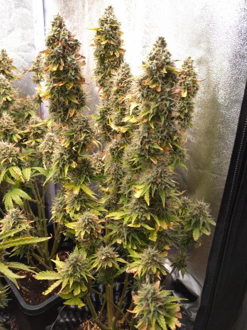 Gelonade (Purple) Auto Zamnesia. Week 10