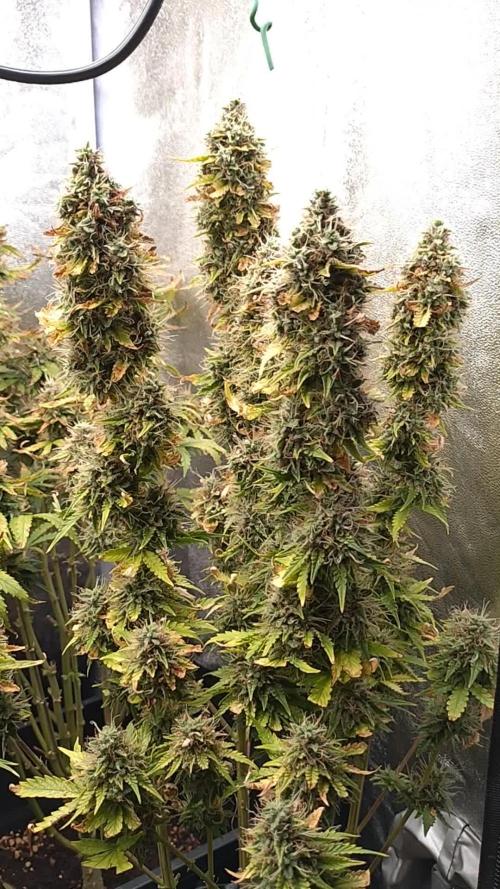 Gelonade (Purple) Auto Zamnesia