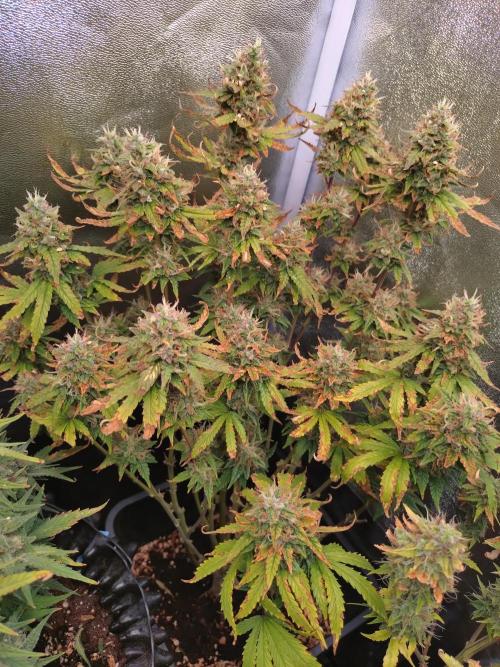 Pink Runtz Auto RQS. Week 10