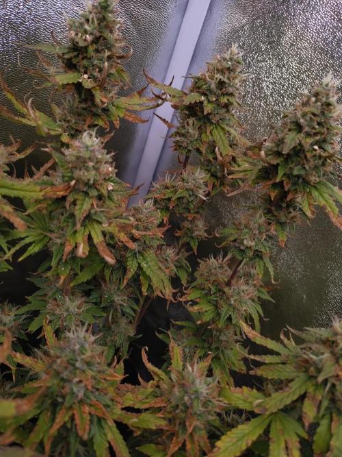 Pink Runtz Auto RQS. Week 10