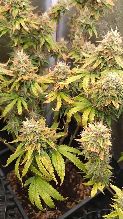 Pink (Purple) Runtz Auto RQS