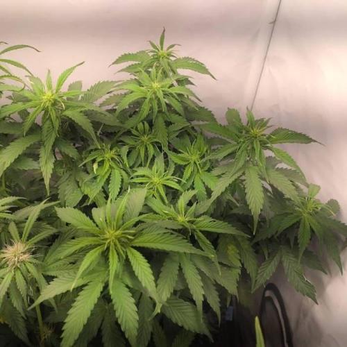 Green Gelato Auto RQS. Week 6