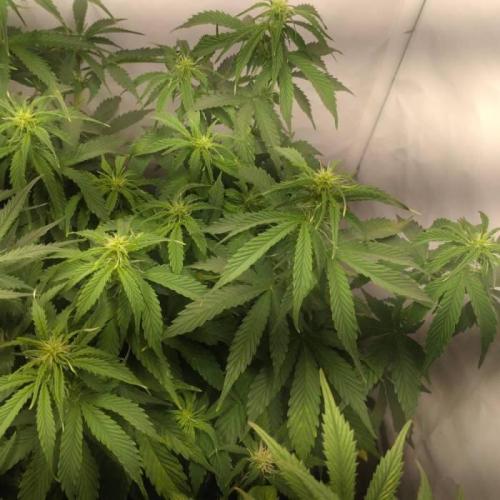 Green Gelato Auto RQS. Week 6