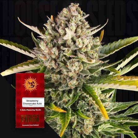 Strawberry Cheesecake Auto Barneys Farm. Week 0