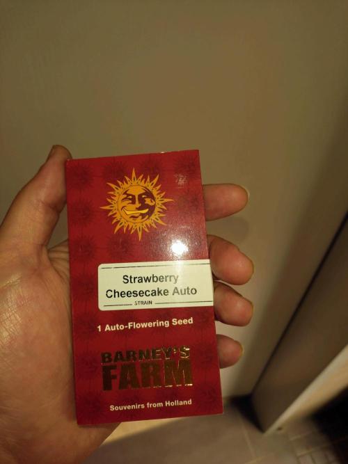 Strawberry Cheesecake Auto Barneys Farm. Week 0