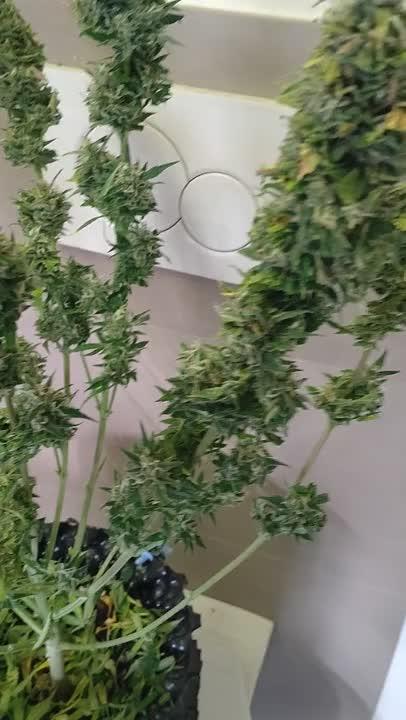 Cookies Gelato Auto RQS