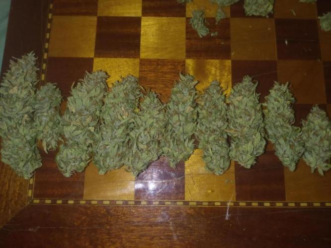 Cookies Gelato Auto RQS. Week 11