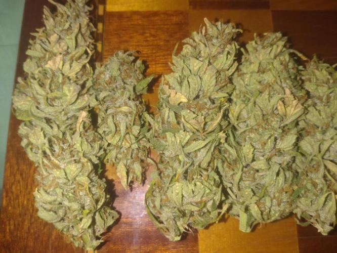 Cookies Gelato Auto RQS. Week 11